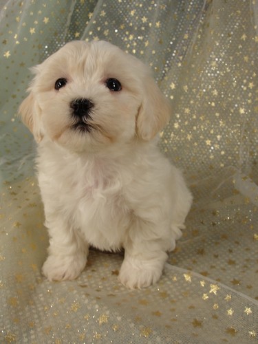 Female Lhasa Bichon Puppy for sale #8 Born December 7, 2011